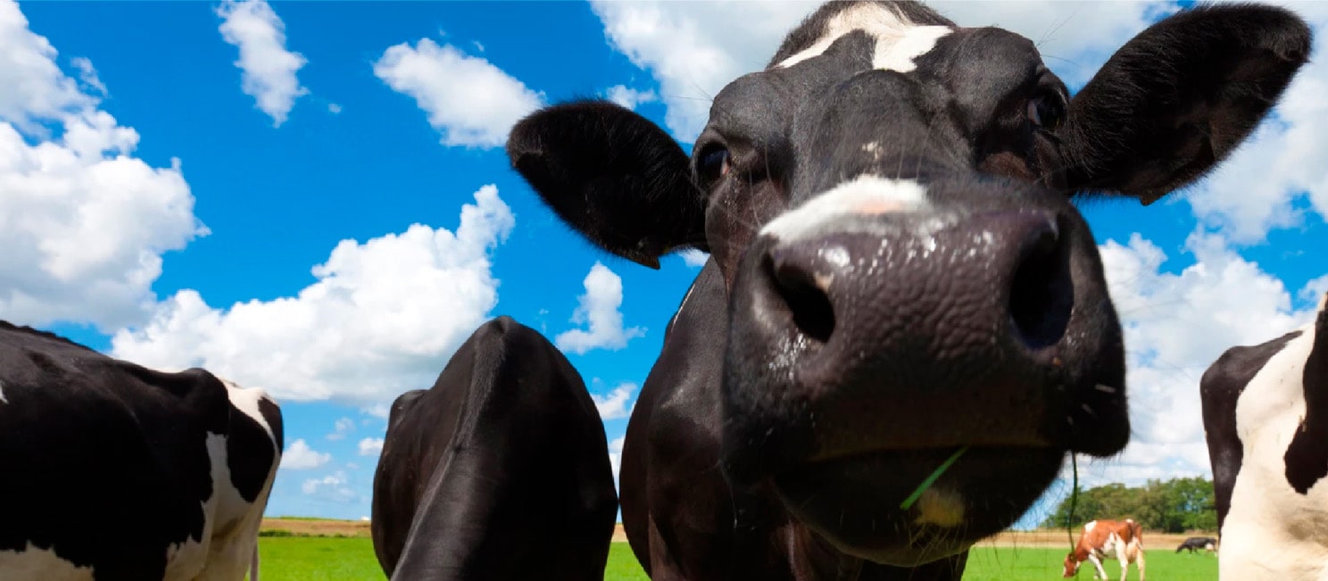 Background Il Formaggio