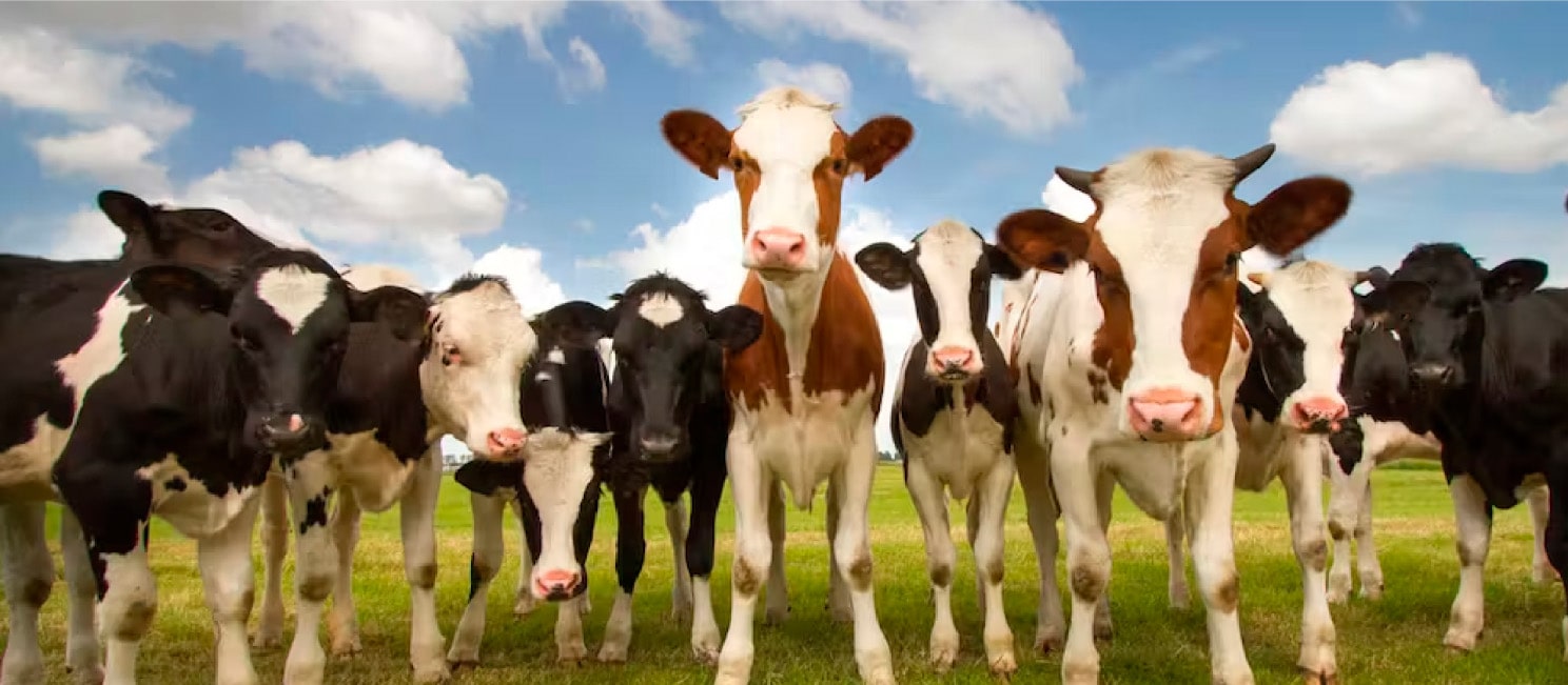 Background Il Formaggio