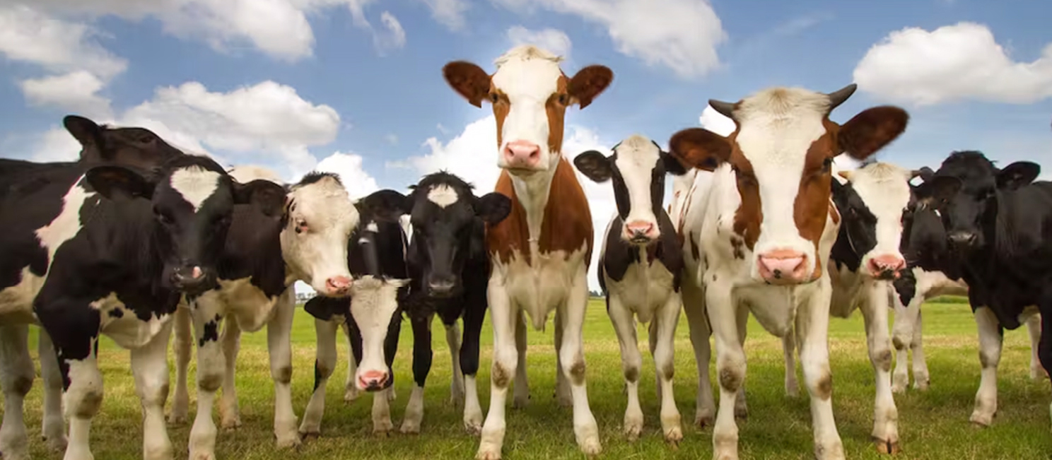 Background Il Formaggio